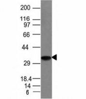 Western blot analysis of Raji cell lysate using CLIP antibody (CLIP/1133). Expected molecular weight: 33-43 kDa.
