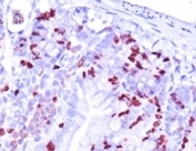 IHC analysis of formalin-fixed, paraffin-embedded mouse small intestine stained with BrdU antibody (clone BRD.3).