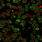 Immunofluorescent staining of PFA-fixed human Jurkat cells with CD45 antibody (clone PTPRC/1461, green) and Reddot nuclear stain (red).