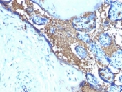IHC testing of FFPE human placenta with Glycophorin A antibody (clone JC 159). Required HIER: boil tissue sections in pH 9 10mM Tris with 1mM EDTA for 10-20 min.