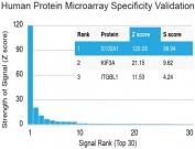 Protein array validation of the S100A1 antibody: Analysis of HuProt(TM) microarray containing more than 19,000 full-length human proteins using S100A1 antibody (clone S100A1/1942). These results demonstrate the foremost specificity of the S100A1/1942 mAb.  Z- and S- score: The Z-score represents the strength of a signal that an antibody (in combination with a fluorescently-tagged anti-IgG secondary Ab) produces when binding to a particular protein on the HuProt(TM) array. Z-scores are described in units of standard deviations (SD's) above the mean value of all signals generated on that array. If the targets on the HuProt(TM) are arranged in descending order of the Z-score, the S-score is the difference (also in units of SD's) between the Z-scores. The S-score therefore represents the relative target specificity of an Ab to its intended target.