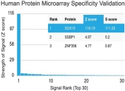 Protein array validation of the SOX10 antibody: Analysis of HuProt(TM) microarray containing more than 19,000 full-length human proteins using SOX10 antibody (clone SOX10/991). These results demonstrate the foremost specificity of the SOX10/991 mAb. Z- and S- score: The Z-score represents the strength of a signal that an antibody (in combination with a fluorescently-tagged anti-IgG secondary Ab) produces when binding to a particular protein on the HuProt(TM) array. Z-scores are described in units of standard deviations (SD's) above the mean value of all signals generated on that array. If the targets on the HuProt(TM) are arranged in descending order of the Z-score, the S-score is the difference (also in units of SD's) between the Z-scores. The S-score therefore represents the relative target specificity of an Ab to its intended target.