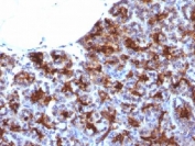 IHC testing of FFPE human pancreas with MAML3 antibody (clone MAML3/1303). Staining of FFPE tissue requires boiling sections in 10mM Tris with 1mM EDTA, pH9, for 10-20 min followed by cooling at RT for 20 min.