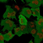 Immunofluorescent staining of permeabilized human T98G cells with recombinant PGP9.5 antibody cocktail (green, clone rUCHL1/775) and Nucspot (red).
