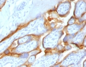 IHC testing of FFPE human placenta with HCG-beta antibody (clone CGB63-2R). Required HIER: boil tissue sections in pH 9 10mM Tris with 1mM EDTA for 10-20 min followed by cooling at RT for 20 min.