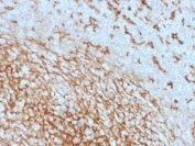 IHC testing of FFPE human tonsil with CD14 antibody (clone LPSR/2408). HIER: boil tissue sections in 10mM Tris with 1mM EDTA, pH 9, for 10-20 min followed by cooling at RT for 20 min.