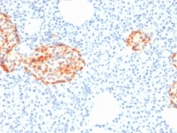 IHC staining of FFPE human pancreas with recombinant Chromogranin A antibody (clone rCHGA/798). HIER: boil tissue sections in pH6, 10mM citrate buffer, for 10-20 min followed by cooling at RT for 20 min.