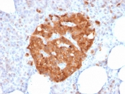 IHC testing of FFPE human pancreas with XAB1 antibody (clone GPN1/2350). Required HIER: boil sections in 10mM citrate buffer, pH6, for 10-20 min.