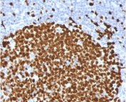 IHC testing of FFPE human tonsil stained with Ki67 antibody (clone PMKI67-1). Required HIER: boiling tissue sections in pH 9 10mM Tris with 1mM EDTA for 10-20 min followed by cooling at RT for 20 min.