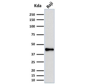 Western blot testing of human Raji cell lysate with PAX5 antibody (clone PCRP-PAX5-1B1). Expected molecular weight ~42 kDa.