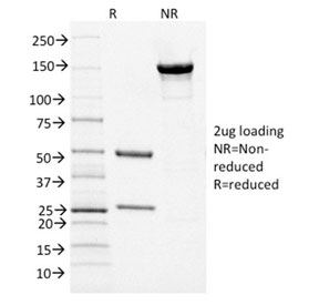 SDS-PAGE analysis of purified, BSA-free PAX5 antibody (clone PCRP-PAX5-1B1) as confirmation of integrity and purity.