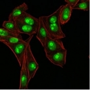 Immunofluorescent staining of human HeLa cells with Nucleophosmin antibody (clone NA24, green) and phalloidin (red).