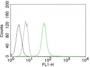 Flow cytometry testing of permeabilized Jurkat cells with Vimentin antibody (clone VM452, green), cells alone (black) and isotype control (gray).