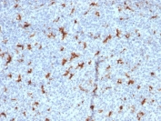 IHC staining of FFPE human tonsil with CD68 antibody (clone C68/2501). HIER: boil tissue sections in pH6, 10mM citrate buffer, for 10-20 min followed by cooling at RT for 20 min.