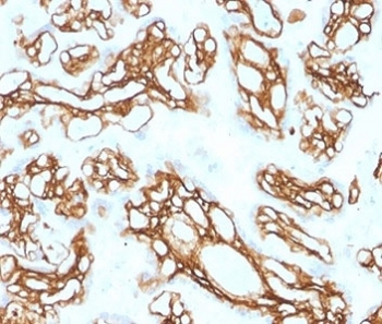 IHC staining of FFPE human placental tissue with FBN1 antibody (clone FBN1/2191). HIER: boil tissue sections in pH 9 10mM Tris with 1mM EDTA for 20 min and allow to cool before testing.~