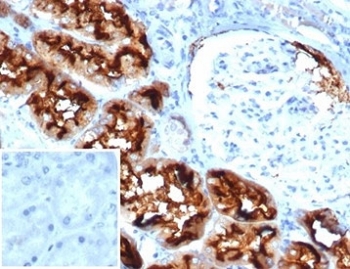 IHC staining of FFPE human kidney tissue with CD13 antibody (clone APN/6997). Negative control inset: PBS used instead of primary antibody to control for secondary Ab binding. HIER: boil tissue sections in pH 9 10mM Tris with 1mM EDTA for 20 min and allow to cool before testing.~