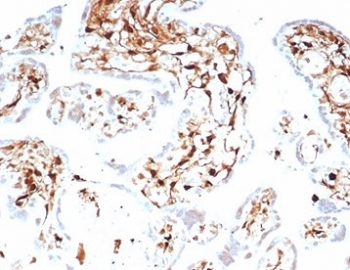 IHC staining of FFPE human placental tissue with S100A4 antibody (clone S100A4/7096). HIER: boil tissue sections in pH 9 10mM Tris with 1mM EDTA for 20 min and allow to cool before testing.~