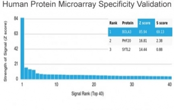 Analysis of HuProt(TM) microarray containing more than 19,000 full-length human proteins using BOLA3 antibody (clone PCRP-BOLA3-1A5). These results demonstrate the foremost specificity of the PCRP-BOLA3-1A5 mAb. Z- and S- score: The Z-score represents the strength of a signal that an antibody (in combination
