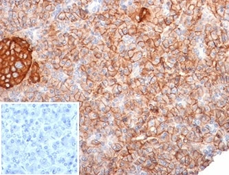 IHC staining of FFPE human pancreas tissue with MIC2