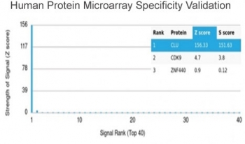 Analysis of HuProt(TM) microarray containing more than 19,000 full-length human proteins using Clusterin antibody (clone CLU/4722). These results demonstrate the foremost specificity of the CLU/4722 mAb. Z- and S- score: The Z-score represents the strength of a signal that an antibody (in combination with a f