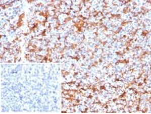 IHC staining of FFPE human kidney tissue with FS