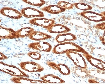 IHC staining of FFPE human kidney tissue with CKB antibody (clone CKBB/6565). HIER: boil tissue sections in pH 9 10mM Tris with 1mM EDTA for 20 min and allow to cool before testing.~