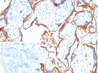 IHC staining of FFPE human placental tissue with PVRL4 antibody (clone NECT4/7271). Negative control inset: PBS used instead of primary antibody to control for secondary Ab binding.