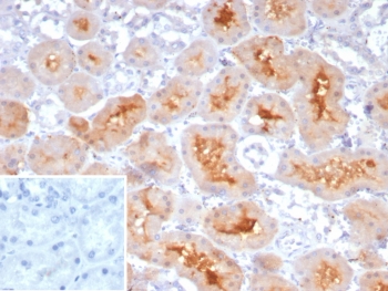 IHC staining of FFPE human kidney tissue with NRP1 / Neuropilin-1 antibody (clone NRP1/4620). Inset: PBS used in place of primary Ab (secondary Ab negative control). HIER: boil tissue sections in pH 9 10mM Tris with 1mM EDTA for 20 min and allow to cool before testing.~