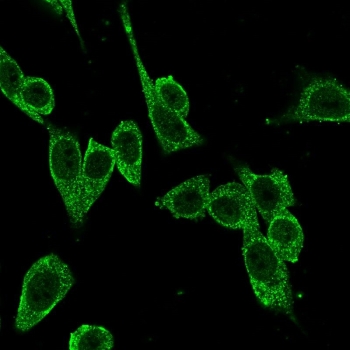 Immunofluorescent staining of PFA-fixed human HeLa cells with FOXP4 antibody (clone PCRP-FOXP4-1G7) followed by goat anti-mouse IgG-CF488 (green). Staining observed in the cytoplasm and nucleus but not nucleoli.~