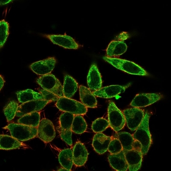 Immunofluorescent staining of PFA-fixed human HeLa cells with SFMBT2 antibody (clone PCRP-SFMBT2-2E12) followed by goat anti-mouse IgG-CF488 (green); Red = CF640R phalloidin.~