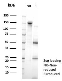SDS-PAGE analysis of purified, BSA-free SFMBT2 antibody (clone