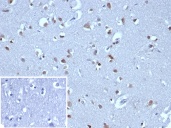 IHC staining of FFPE human brain tissue with NEUROG3 antibody (clone NGN3/1808) HIER: boil tissue sections in pH 9 10mM Tris with 1mM EDTA for 20 min and allow to cool before testing.~