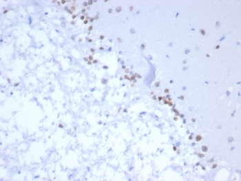IHC staining of FFPE human brain tissue with NEUROG3 antibody (clone NGN3/1809) HIER: boil tissue sections in pH 9 10mM Tris with 1mM EDTA for 20 min and allow to cool before testing.~
