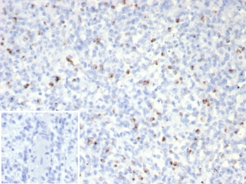 IHC staining of FFPE human spleen tissue with Perforin-1 antibody (clone rPRF1/8058). Inset: PBS used in pla
