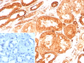 IHC staining of FFPE human kidney tissue with Vinculin antibody (clone VCL/8533R) at 2ug/ml. Inset: PBS used in place of primary Ab (secondary Ab negative control). HIER: boil tissue sections in pH 9 10mM Tris with 1mM EDTA for 20 min and allow to cool before testing.~