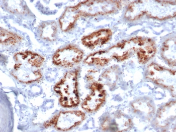IHC staining of FFPE human kidney tissue with RBP4 antibody (clone RBP4/4046). HIER: boil tissue sections in pH 9 10mM Tris with 1mM EDTA for 20 min and allow to cool before testing.~