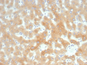 IHC staining of FFPE human liver tissue with RBP4 antibody (clone RBP4/8090R). HIER: boil tissue sections in pH 9 10mM Tris with 1mM EDTA for 20 min and allow to cool before testing.~