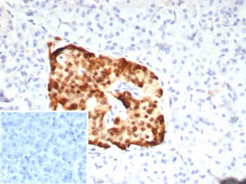 IHC staining of FFPE human pancreas tissue with PAX
