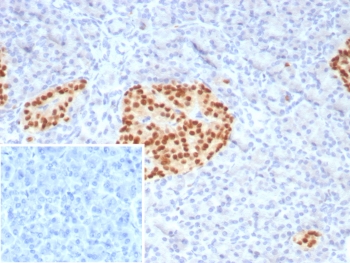 IHC staining of FFPE human pancreas tissue with PAX6 antibody (clone PAX6/7729). Inset: PBS used in place of primary Ab (secondary Ab negative control). HIER: boil tissue sections in pH 9 10mM Tris with 1mM EDTA for 20 min and allow to cool before testing.~