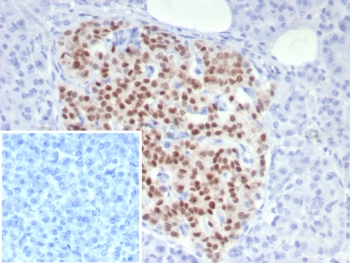 IHC staining of FFPE human pancreas tissue with PAX