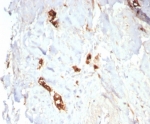 IHC staining of FFPE human lactating breast tissue with Mammaglobin antibody (clone MGB/7980R). HIER: boil tissue sections in pH 9 10mM Tris with 1mM EDTA for 20 min and allow to cool before testing.
