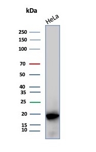 Western blot testing of human HeLa cell l