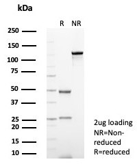SDS-PAGE analysis of purified, BSA-free CD56 antibody (c