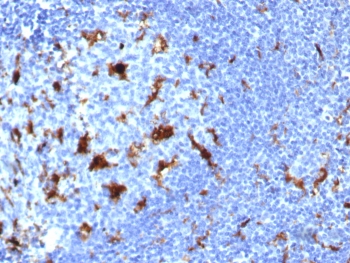 IHC staining of FFPE human lymph node tissue with IL-18 antibody (clone IL18/7781) at 2ug/ml. HIER: boil tissue sections in pH 9 10mM Tris with 1mM EDTA for 20 min and allow to cool before testing.~