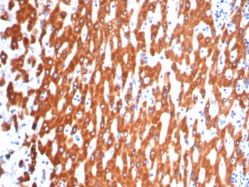 IHC staining of FFPE human liver tissue with IL-18 antibody (clone IL18/4622) at 2ug/ml. HIER: boil tissue sections in pH 9 10mM Tris with 1mM EDTA for 20 min and allow to cool before testing.~