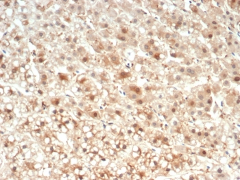 IHC staining of FFPE human kidney tissue with IL-18 antibody (clone IL18/4624) at 2ug/ml. HIER: boil tissue sections in pH 9 10mM Tris with 1mM EDTA for 20 min and allow to cool before testing.~
