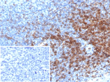 IHC staining of FFPE human tonsil tissue with CD3 epsilon antibody (clone rC3e/6966). Inset: PBS used in place of primary Ab (secondary Ab negative control). HIER: boil tissue sections in pH 9 10mM Tris with 1mM EDTA for 20 min and allow to cool before testing.~