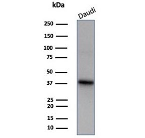 Western blot testing of human Daudi cell lysate with