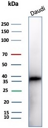 Western blot testing of human Daudi cell lysate with CD57 antibody (clone NK1/7566). Predicted molecular weight ~38 kDa.~