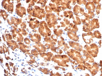 IHC staining of FFPE human stomach tissue with CD57 antibody (clone NK1/7565). HIER: boil tissue sections in pH 9 10mM Tris with 1mM EDTA for 20 min and allow to cool before testing.~